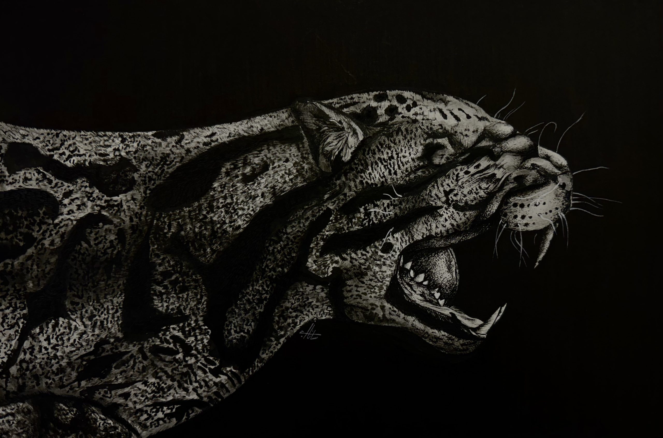 leopard